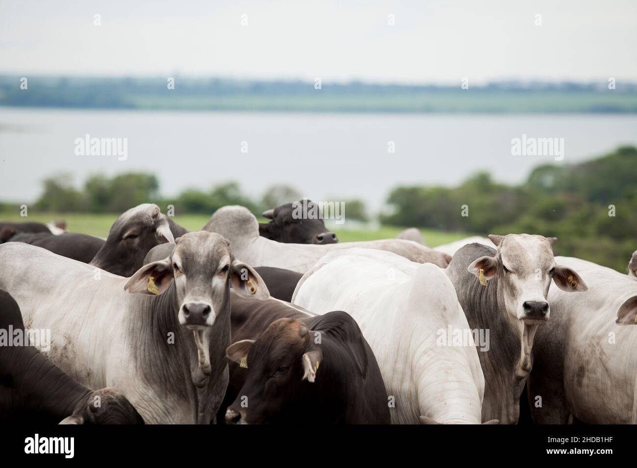 Cattle herded in america hi-res stock photography and images - Alamy