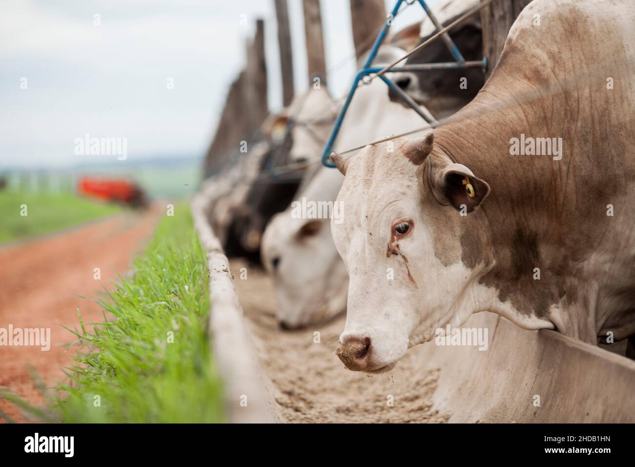 Cattle herded in america hi-res stock photography and images - Alamy