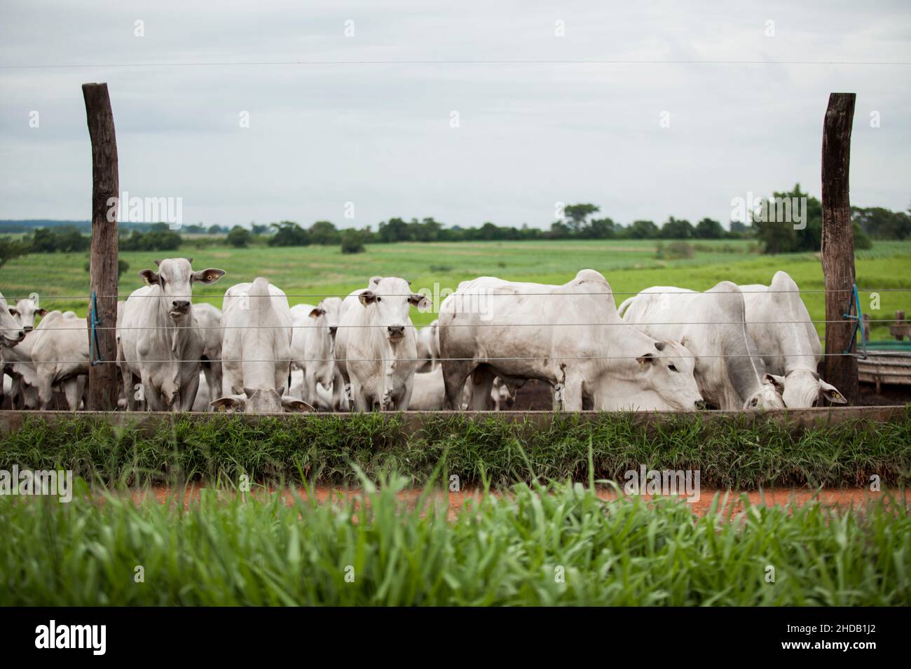 Cattle herded in america hi-res stock photography and images - Alamy