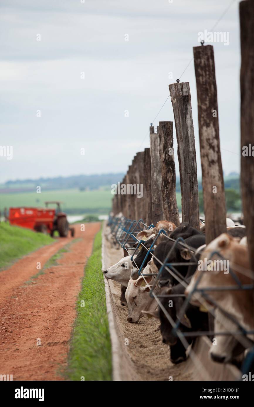 Cattle herded in america hi-res stock photography and images - Alamy