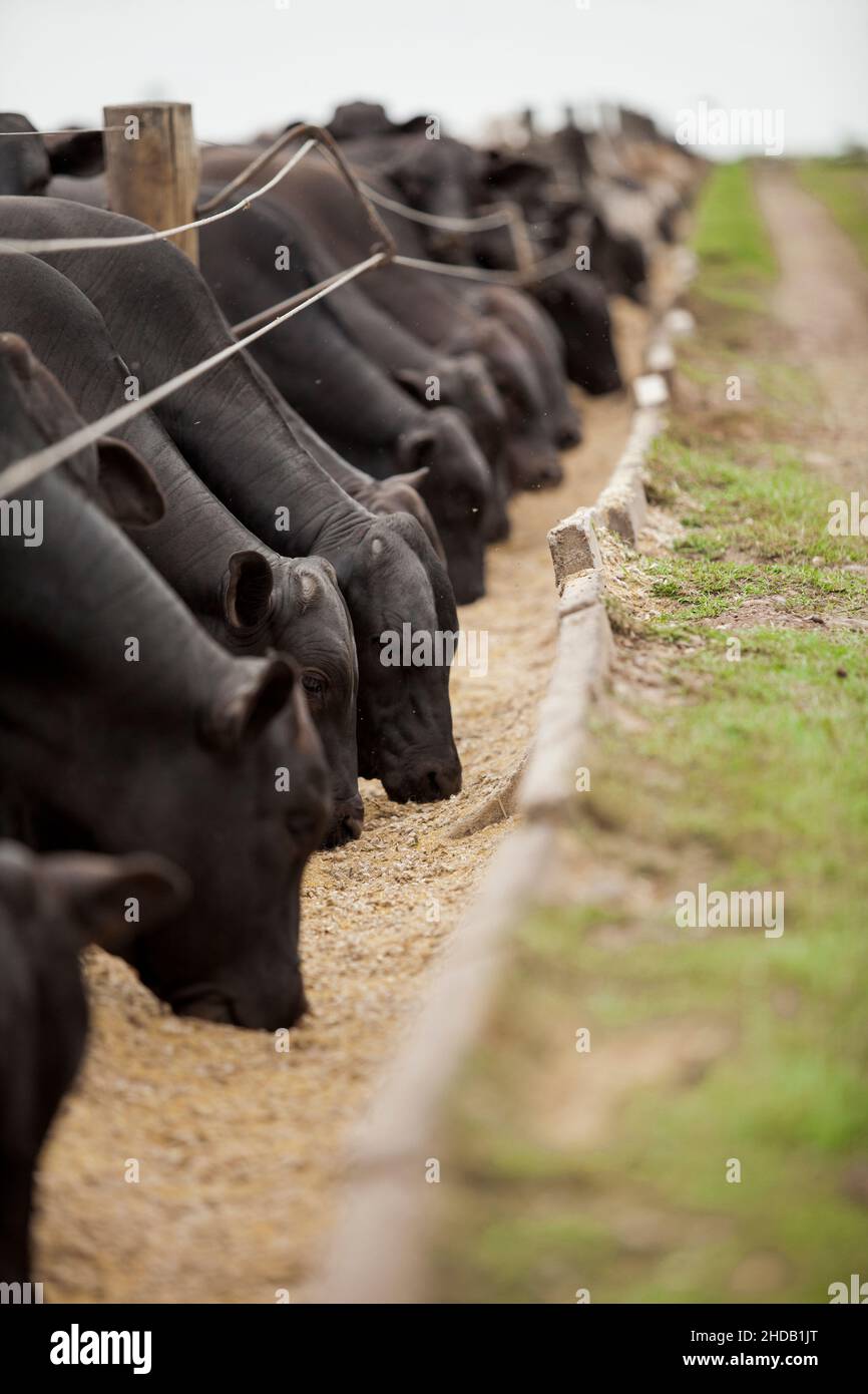 Cattle herded in america hi-res stock photography and images - Alamy