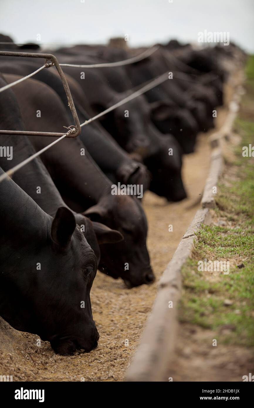 Cattle herded in america hi-res stock photography and images - Alamy