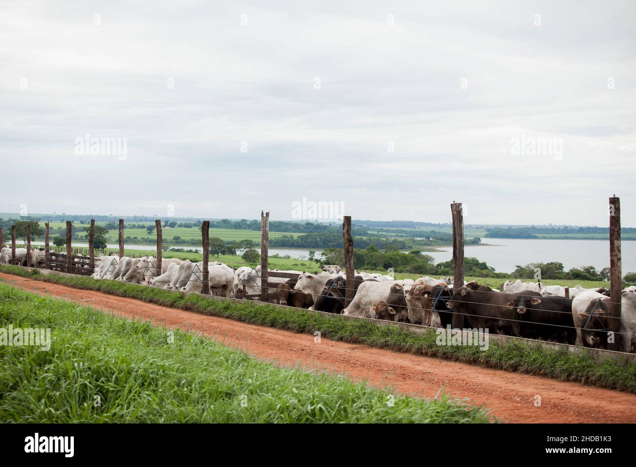 Cattle herded in america hi-res stock photography and images - Alamy