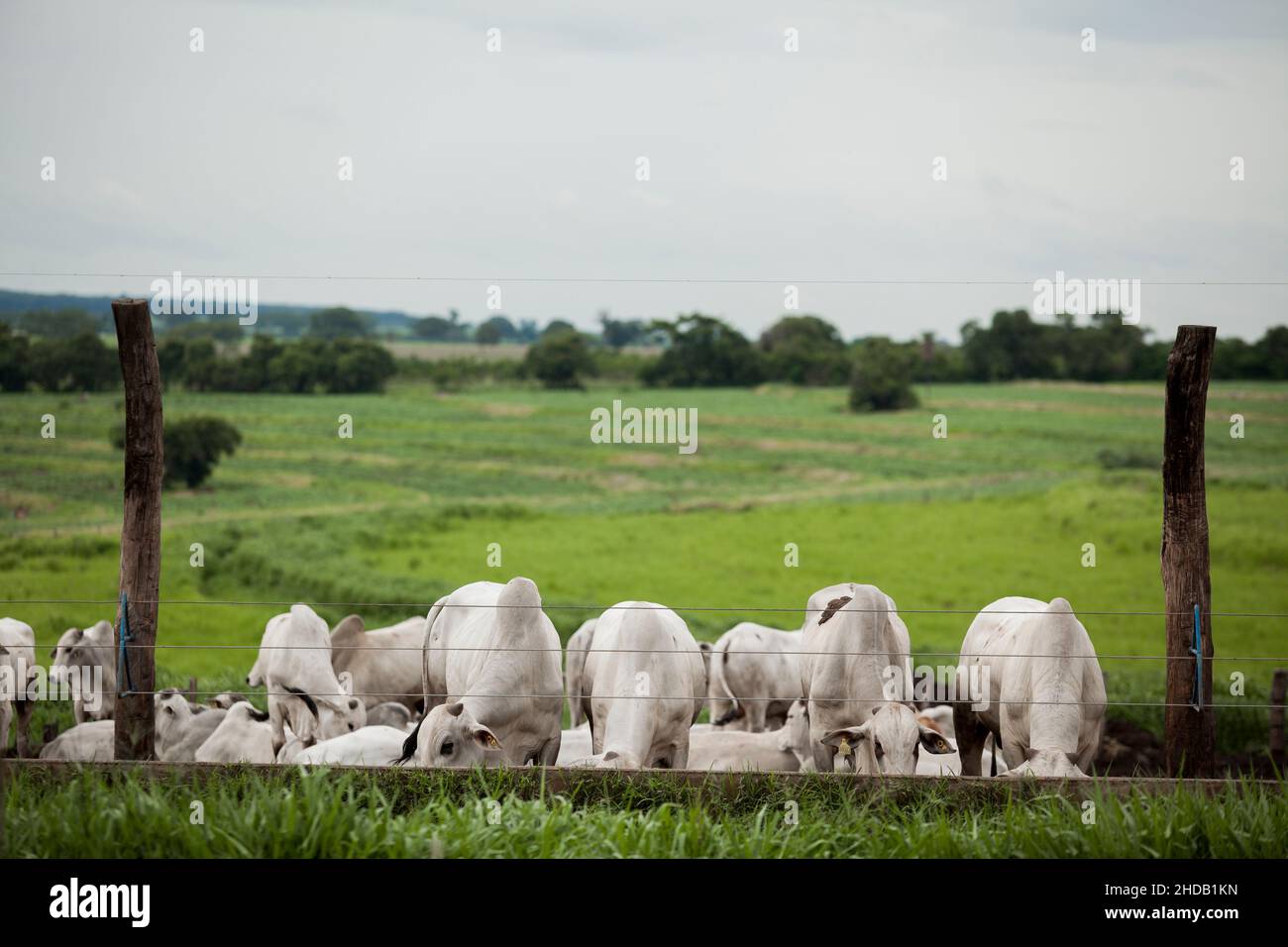 Cattle herded in america hi-res stock photography and images - Alamy