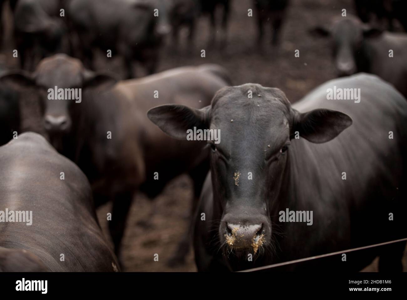 Cattle herded in america hi-res stock photography and images - Alamy