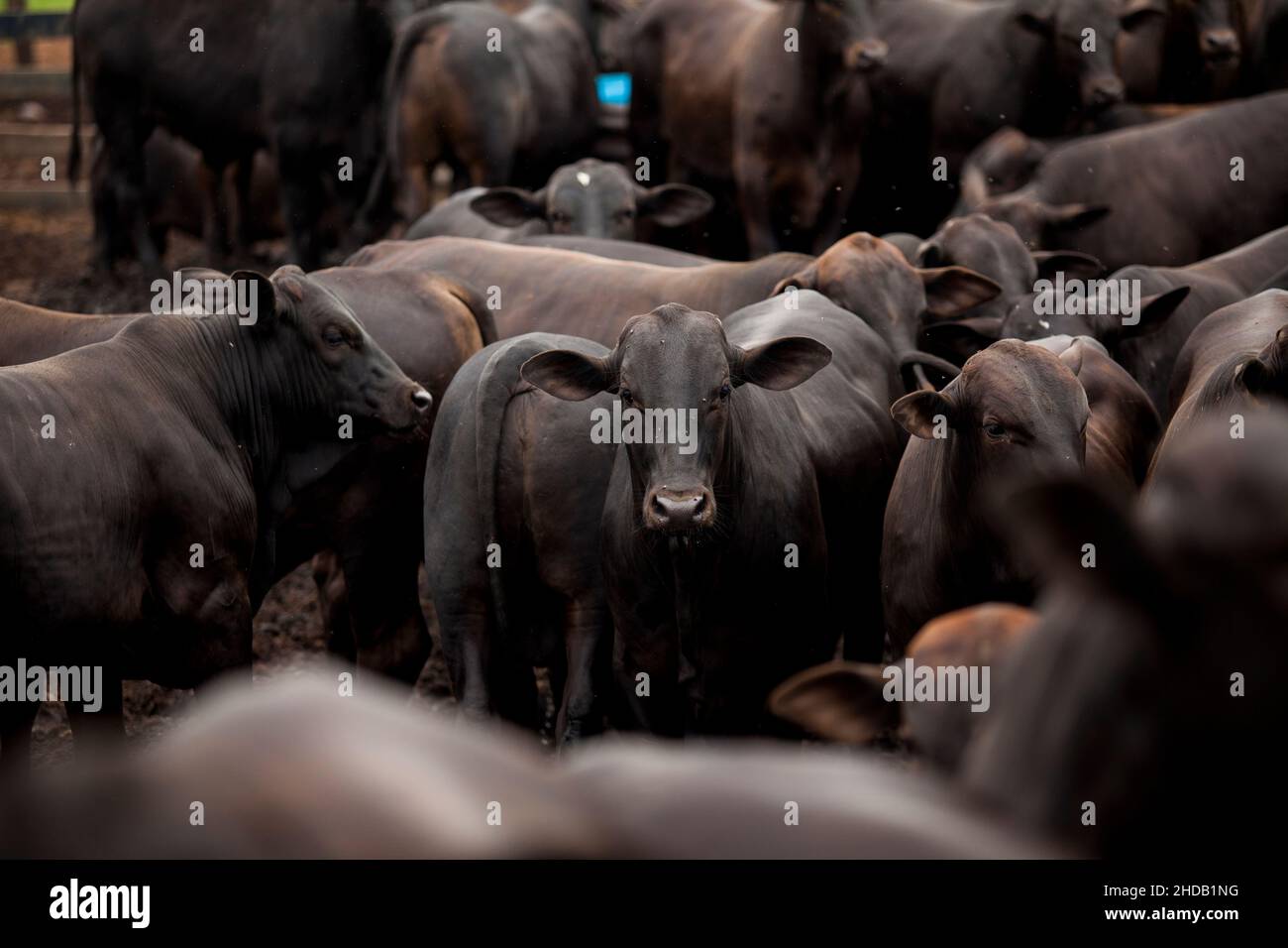 The million dollar cow: high-end farming in Brazil – photo essay