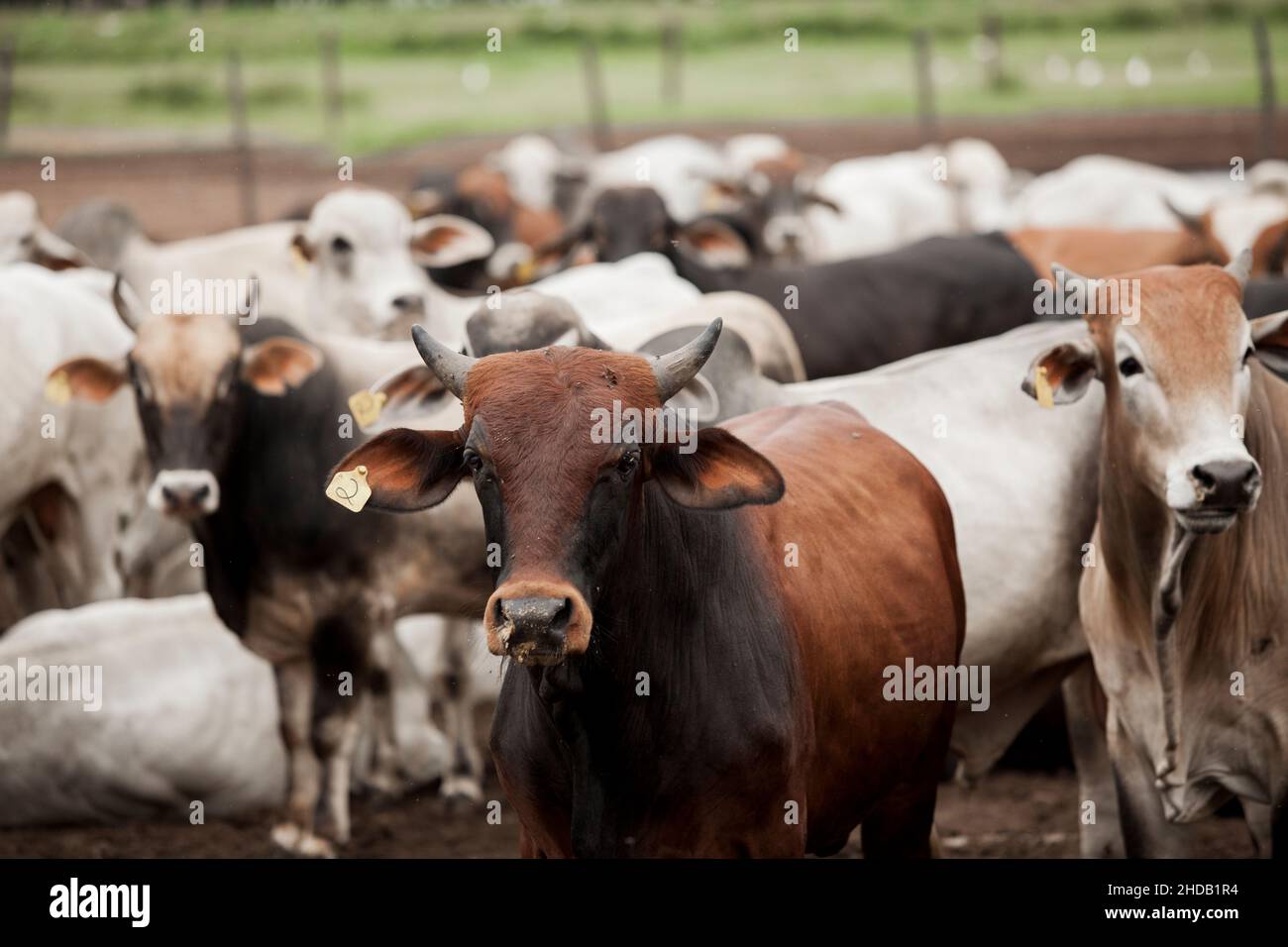 Cattle herded in america hi-res stock photography and images - Alamy