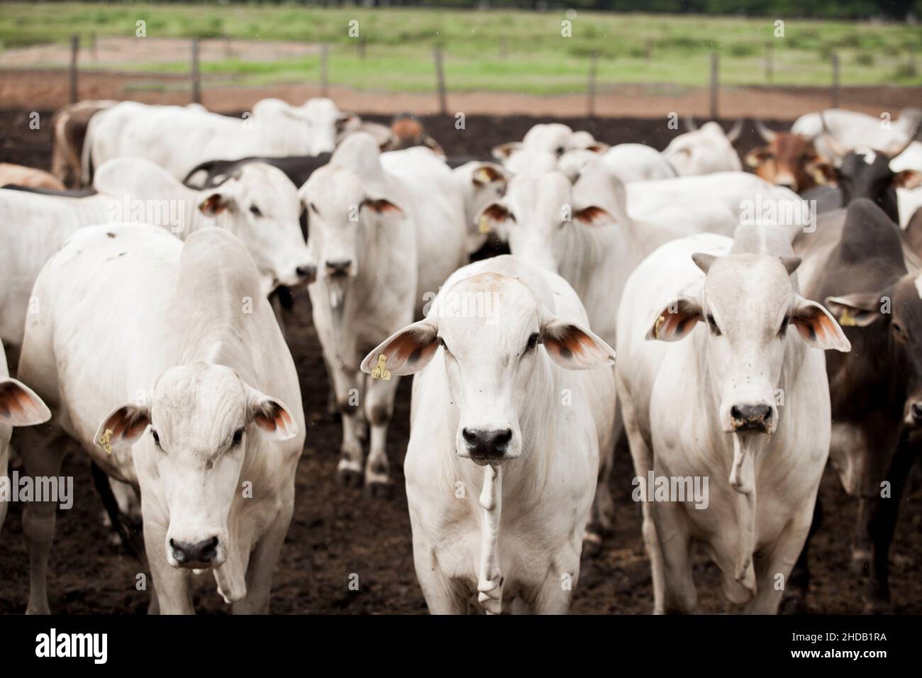 Cattle herded in america hi-res stock photography and images - Alamy