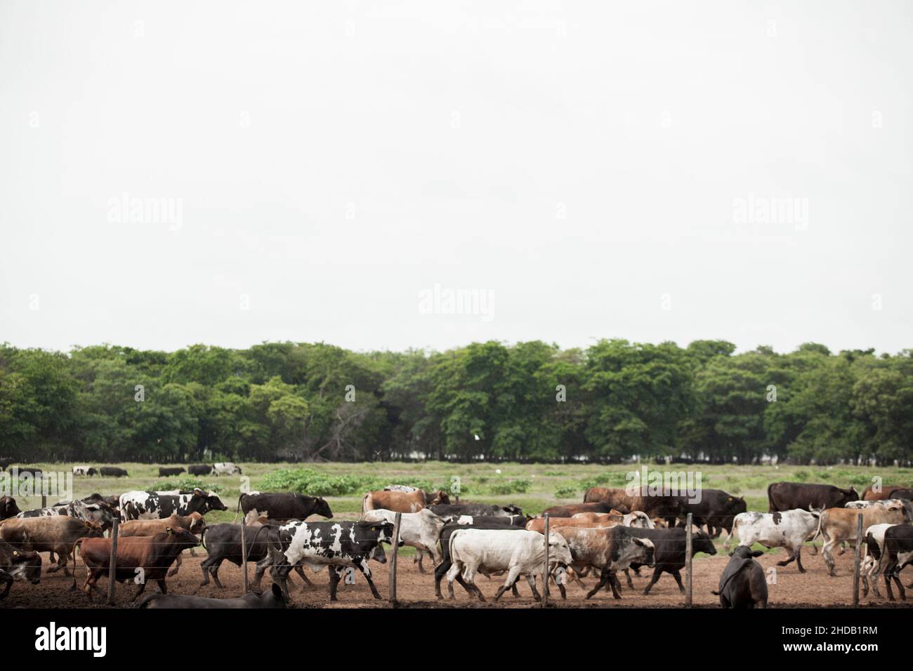 Cattle herded in america hi-res stock photography and images - Alamy