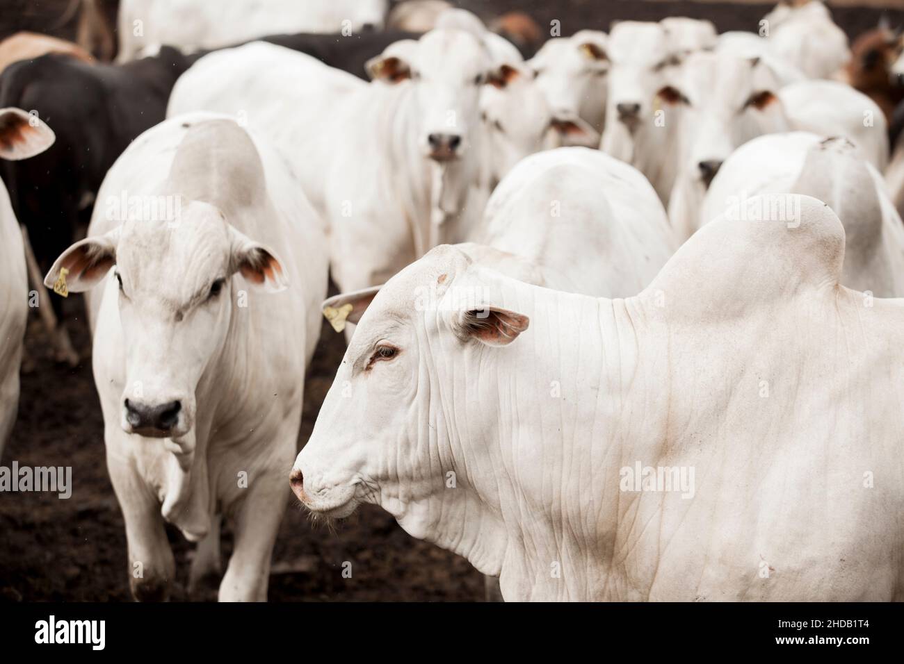 Cattle herded in america hi-res stock photography and images - Alamy
