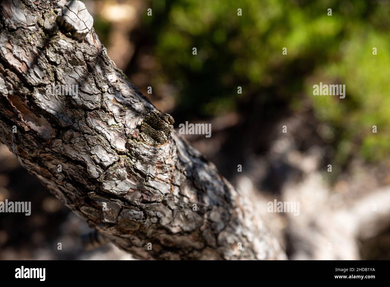 tree trunk with blurred background Stock Photo - Alamy