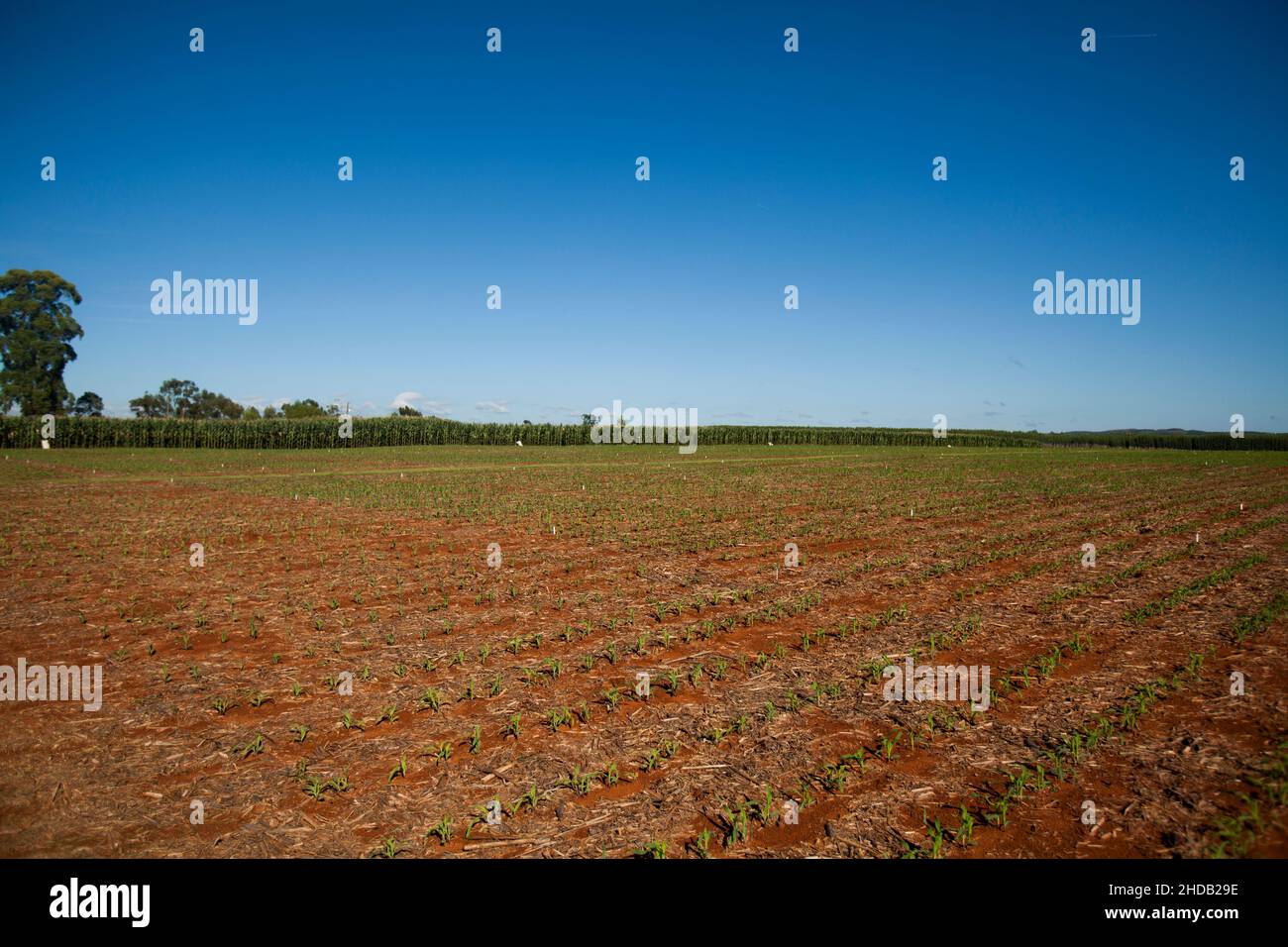 Agricultural land of a farm. Location place in Brazil, agricultural