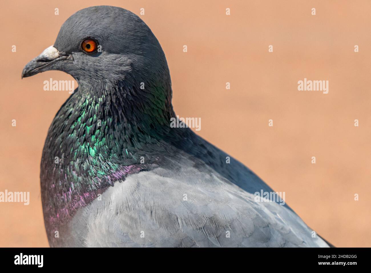 portrait of a pigeon Stock Photo