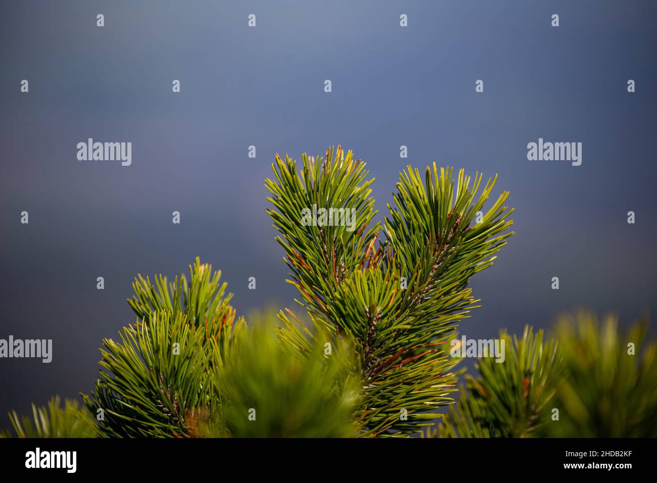 green pine branch of a tree Stock Photo - Alamy