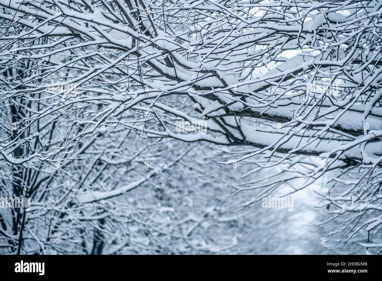 Frosty day. Real winter and snowfall. High quality photo Stock Photo ...