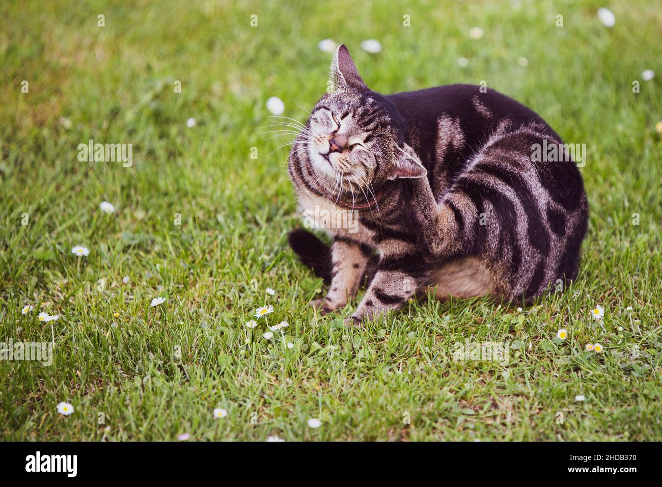 cute cat is cleaning itself Stock Photo Alamy
