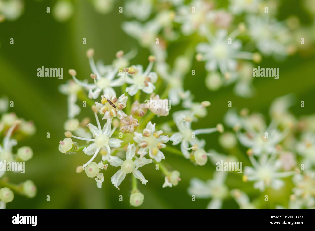 Cow parsley wildflower weed close up with natural green background Stock Photo