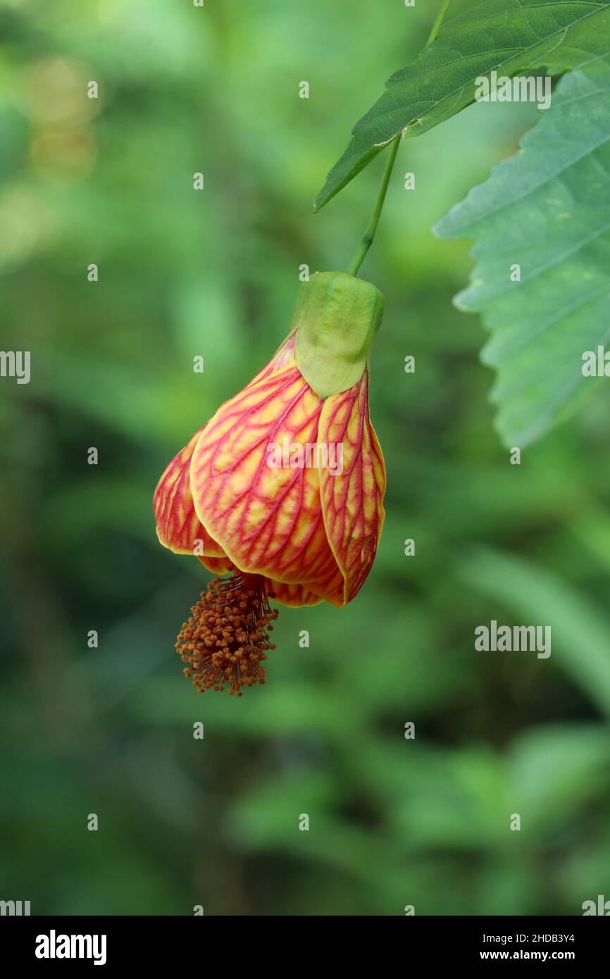 orange red veined abutilon flower close up against green natural background Stock Photo