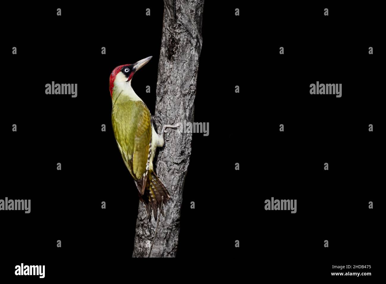 European green woodpecker (Picus viridis) climbing up small tree Stock Photo