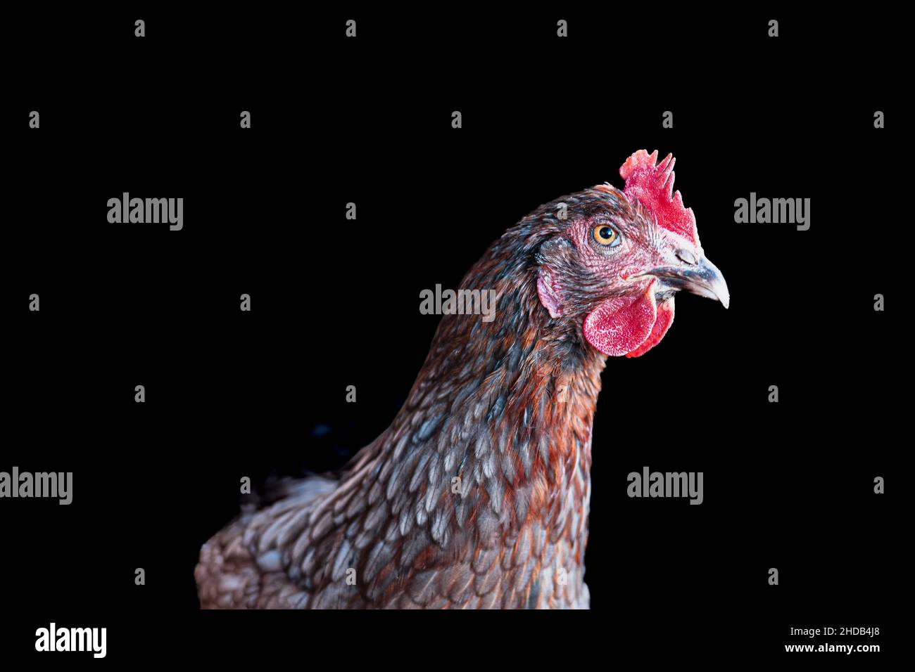 Welsummer Hen profile with black background Stock Photo