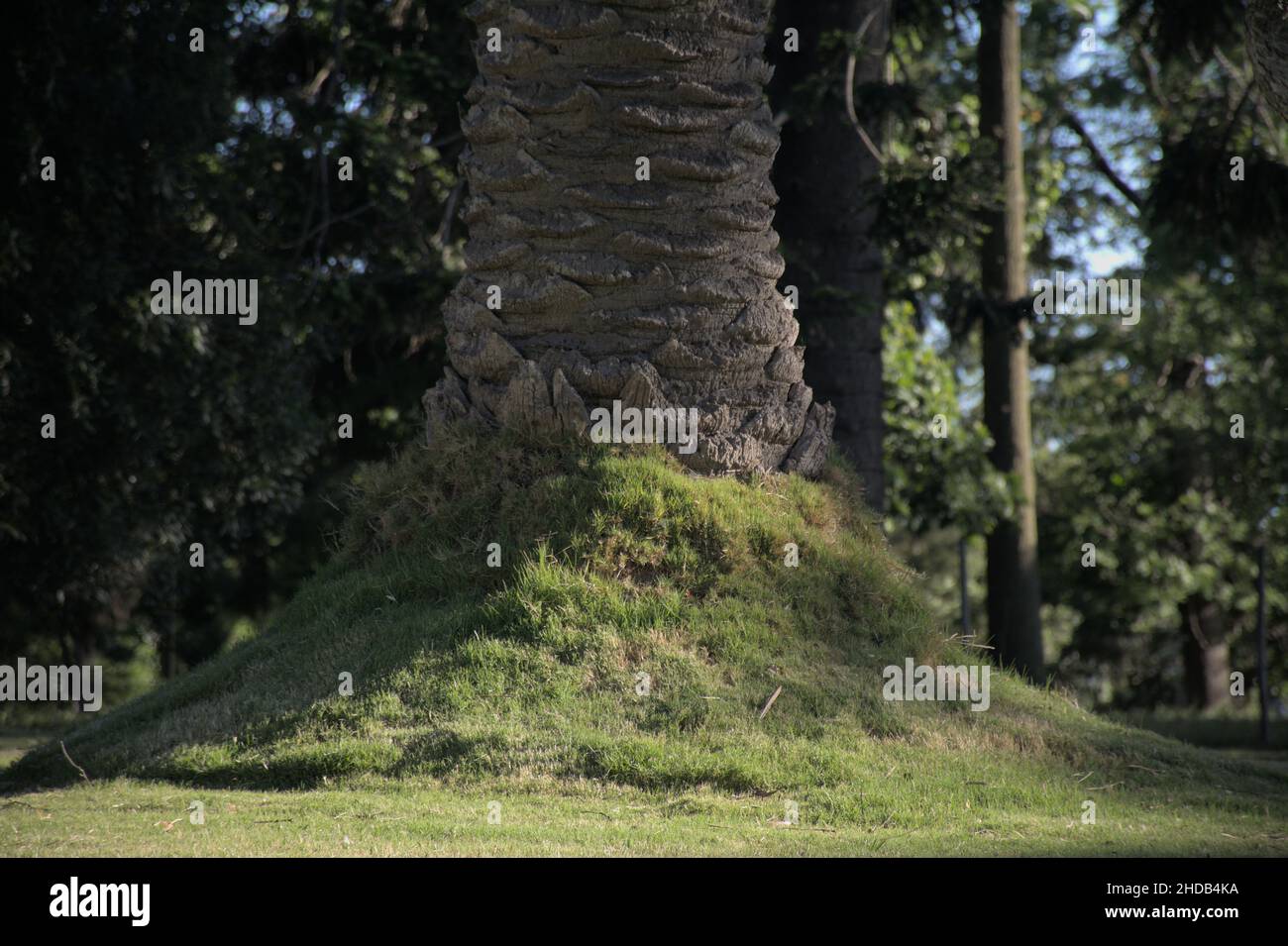 Tree trunk cover Stock Photo