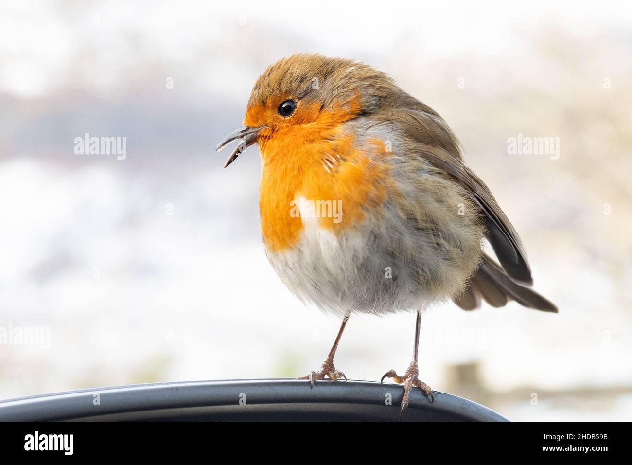 bird with beak abnormality - european robin with overgrown and mis-shapen beak - Scotland, UK. see also image 2HDB59B 2HDB596 Stock Photo