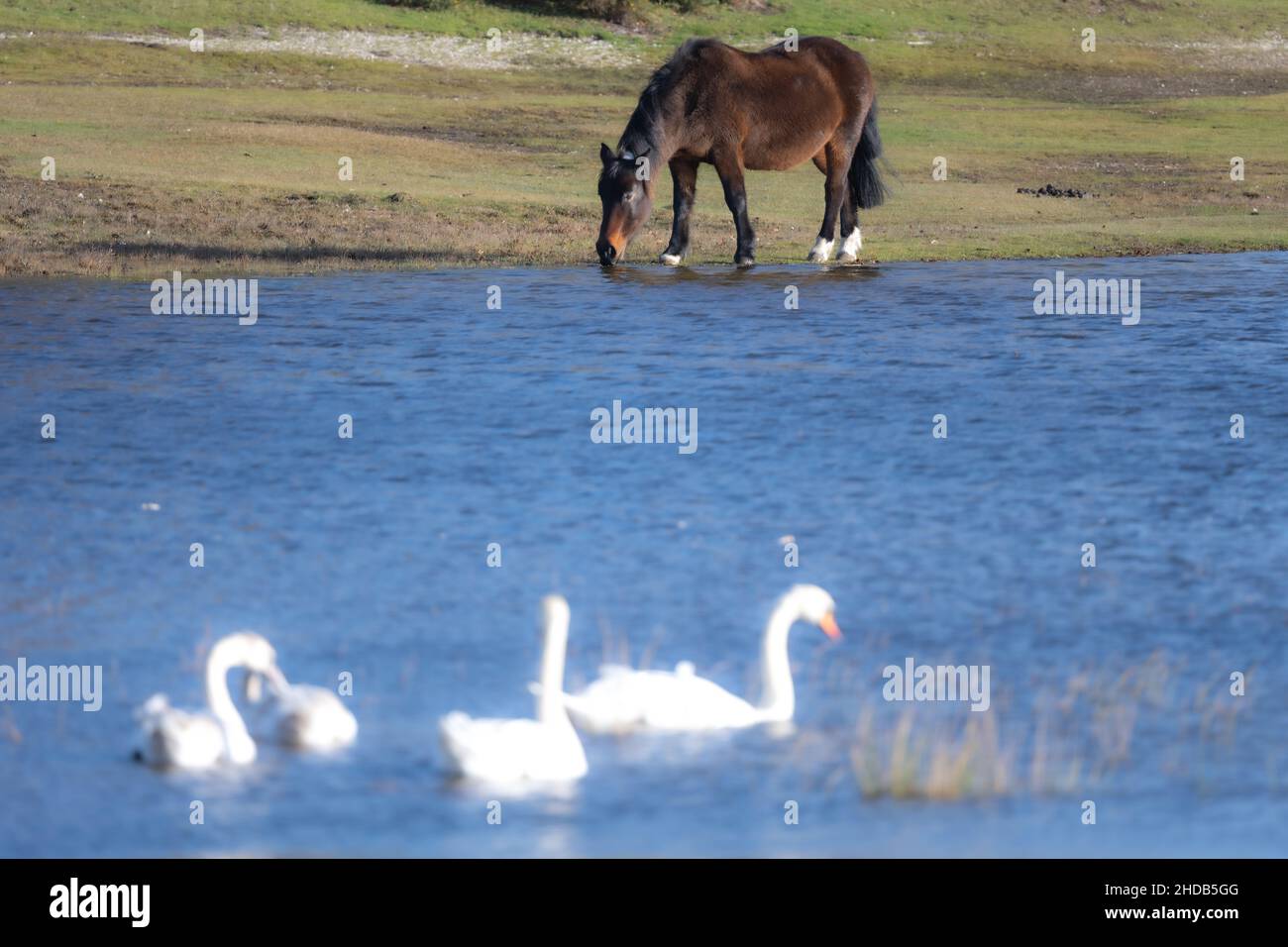 Lakeside grazing, a New Forest pony beside a lake with swans. New Forest, Hampshire, UK Stock Photo