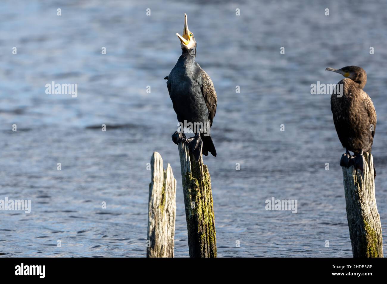 Squawk. A pair of Cormorants, Phalacrocorax carbo, sitting on poles in a lake in the New Forest, Hampshire, UK Stock Photo