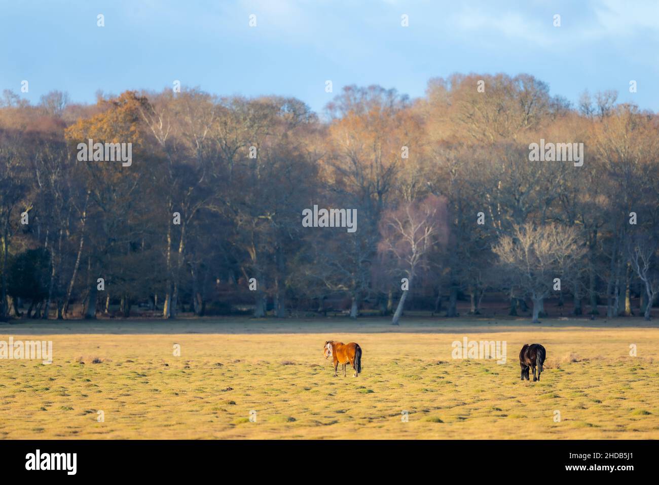 Free to roam, a pair of New Forest ponies grazing, New Forest, Hampshire, UK Stock Photo
