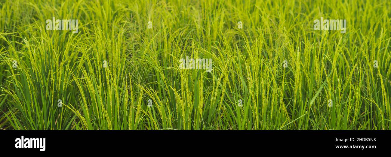 Green cascade rice field plantation Bali Indonesia BANNER, long format ...