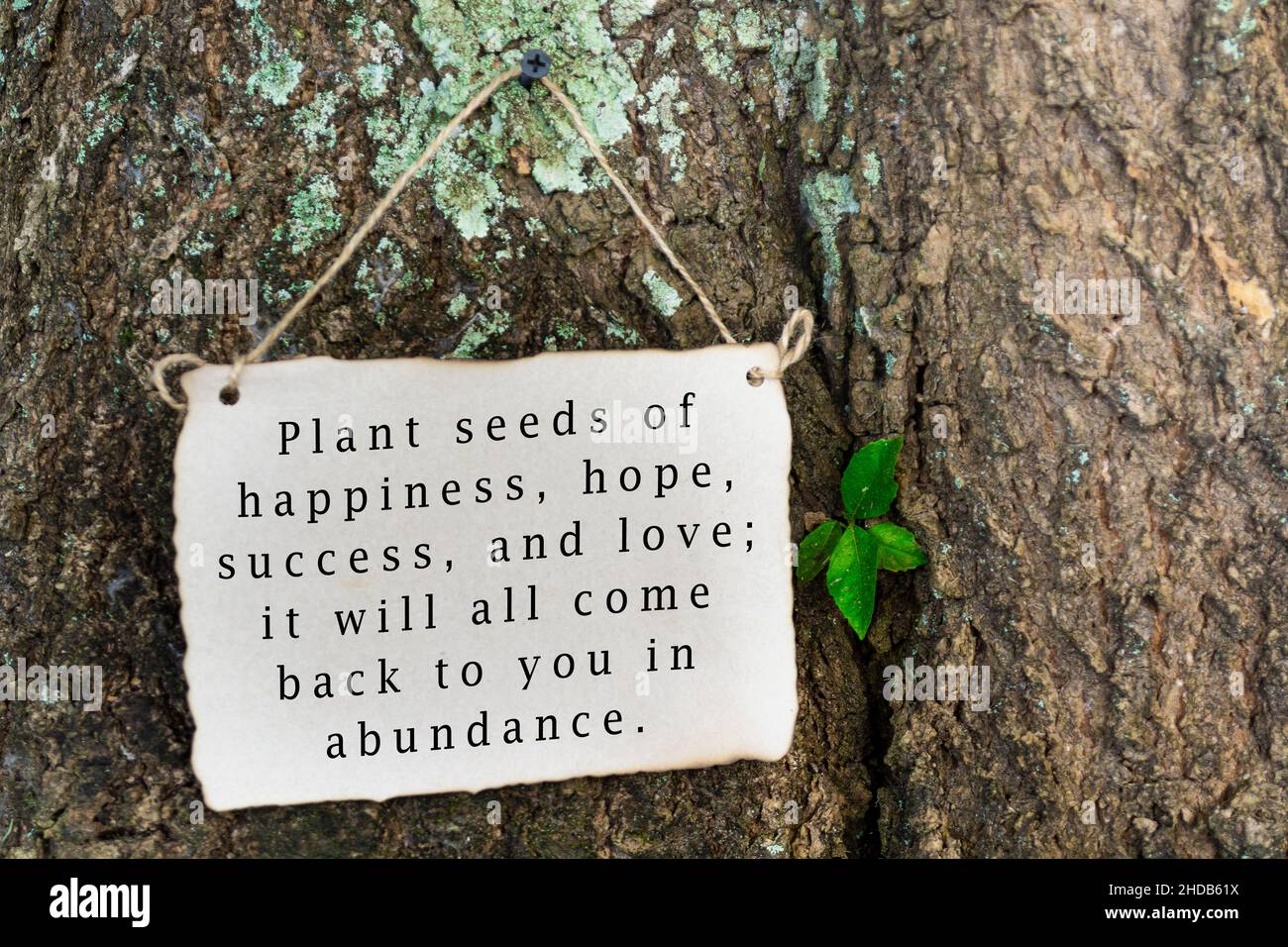Inspirational and motivational quote on nature background. Strengths concept Stock Photo