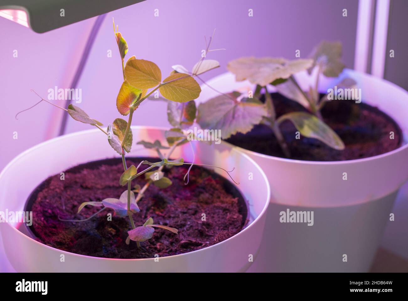 Plants under a lamp with artificial sunlight Stock Photo Alamy