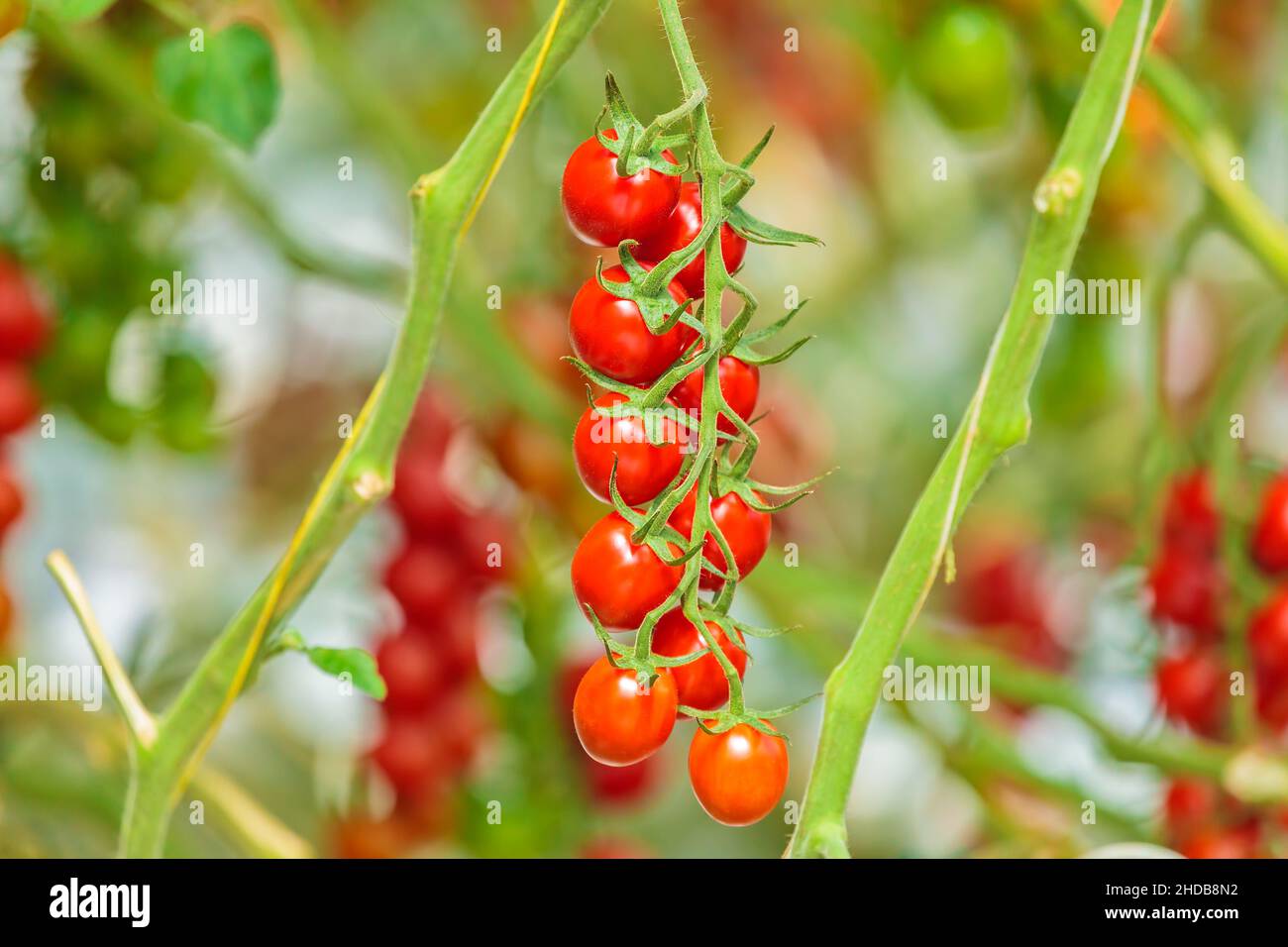 Fresh ready to harvest red cherry tomatoes in a greenhouse Stock Photo ...