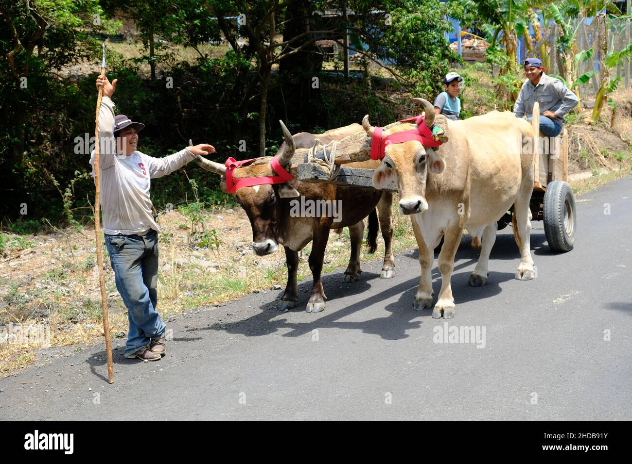 Costa Rica Rincon de la Vieja National Park - longhorn cattle drawn carriage Stock Photo