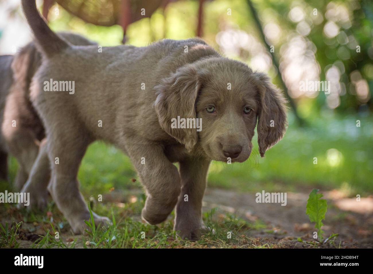 Weimaraner Black Lab Mix Welpen