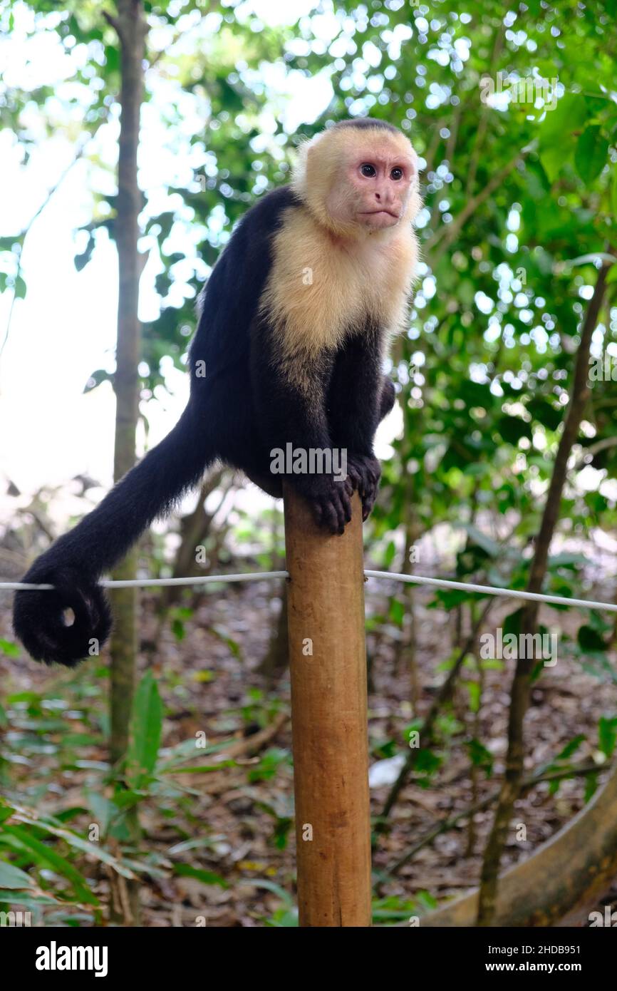 Costa Rica Manuel Antonio Nationalpark - White-faced capuchin monkey - Cebus capucinus Stock Photo