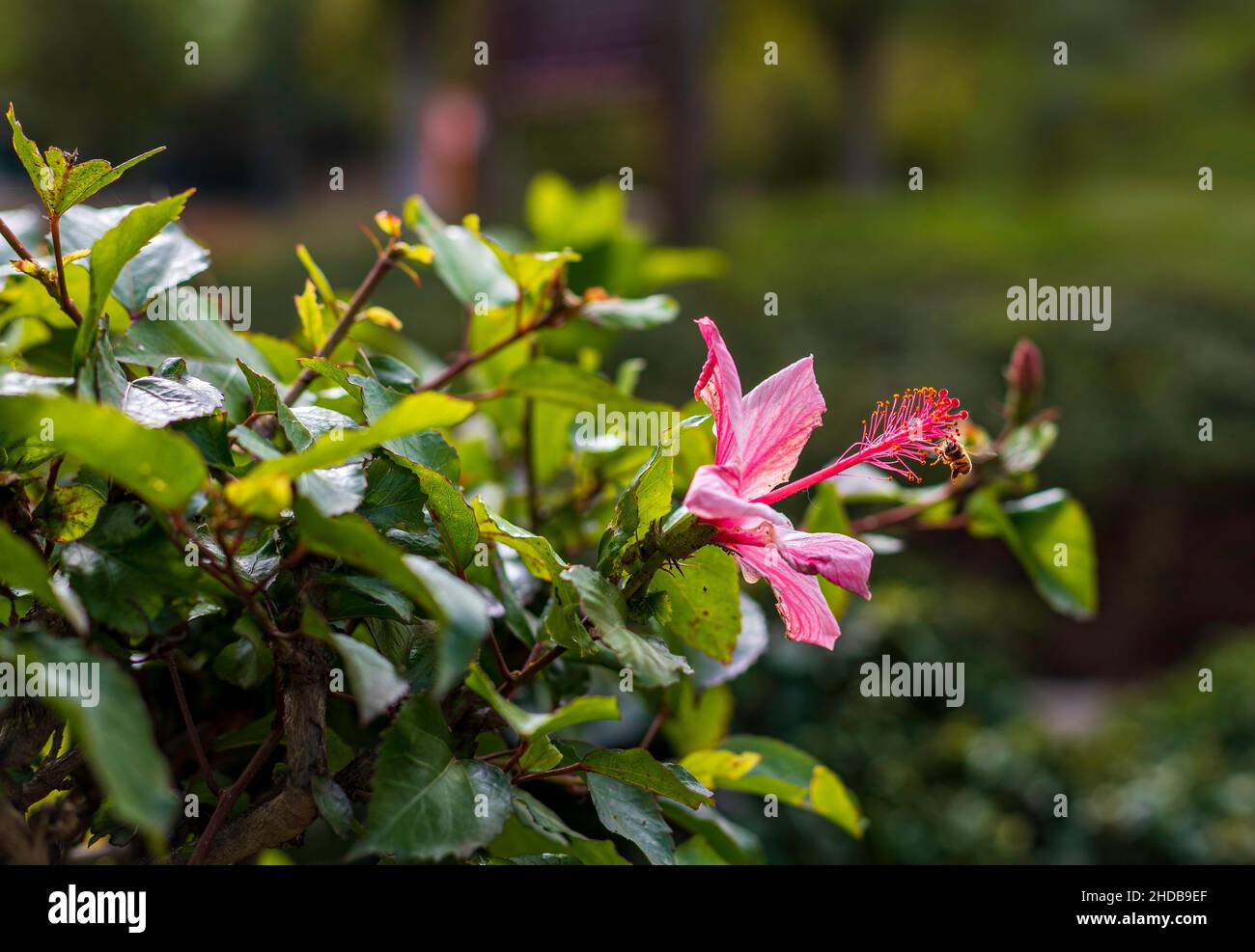 Bee next to a pink hibiscus flower on a blurred background. Selective focus Stock Photo