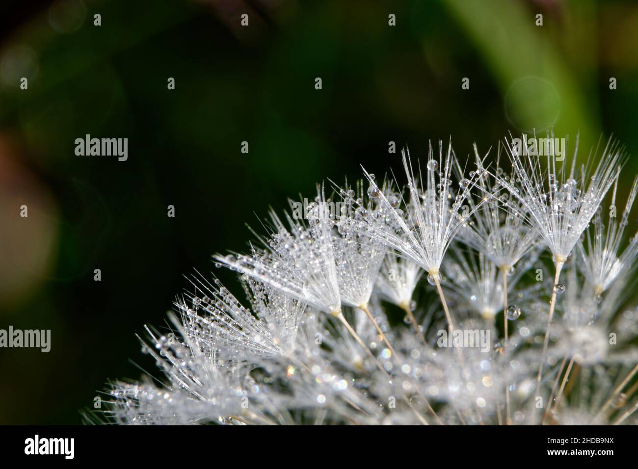 Water droplets are slowly released from their morning frost in the delicate structure of a dandelion. Stock Photo