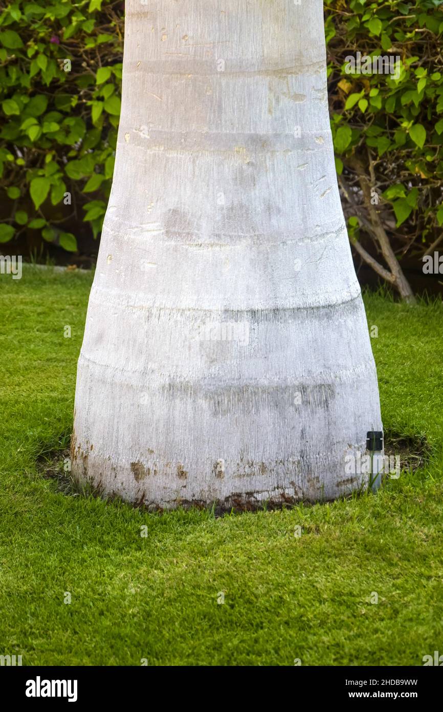 Palm watering technology. Irrigation system. Lower part of white and