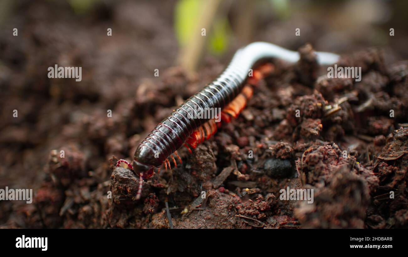 Soil centipede hi-res stock photography and images - Alamy
