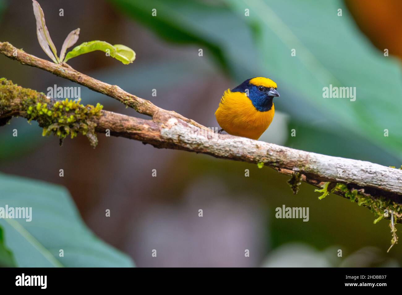 Selective Of A Euphonias Bird On A Branch In Corcovado National Park selective-of-a-euphonias-bird-on-a-branch-in-corcovado-national-park