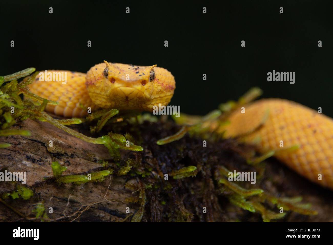 Gorgeous Eyelash Viper (Bothriechis schlegelii) crawling on a branch in ...