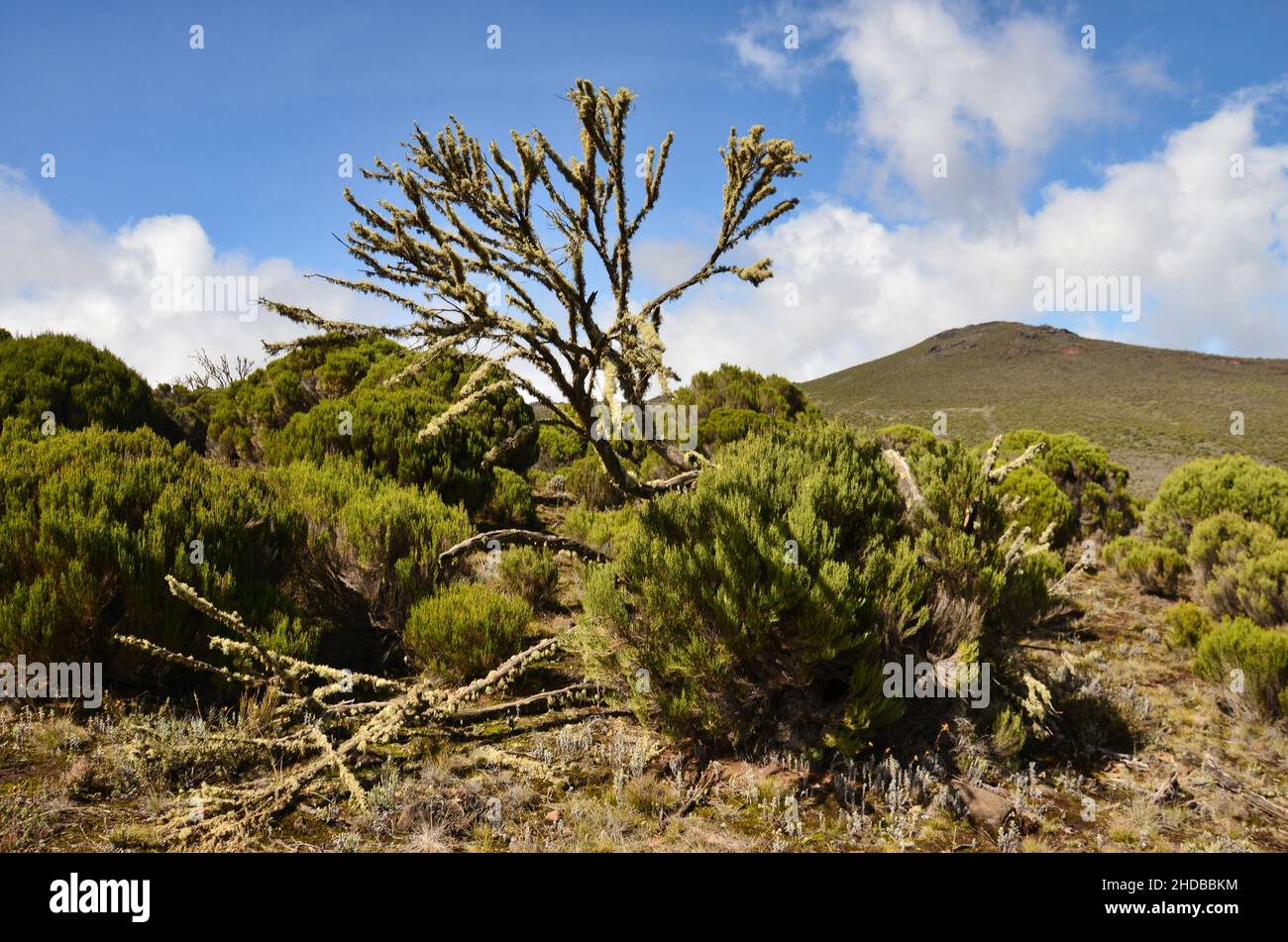 Dendrosenecio kilimanjari. Beautiful nature on Kilimanjaro. Variety of plants and vegetation. Hiking in the mountains. Stock Photo