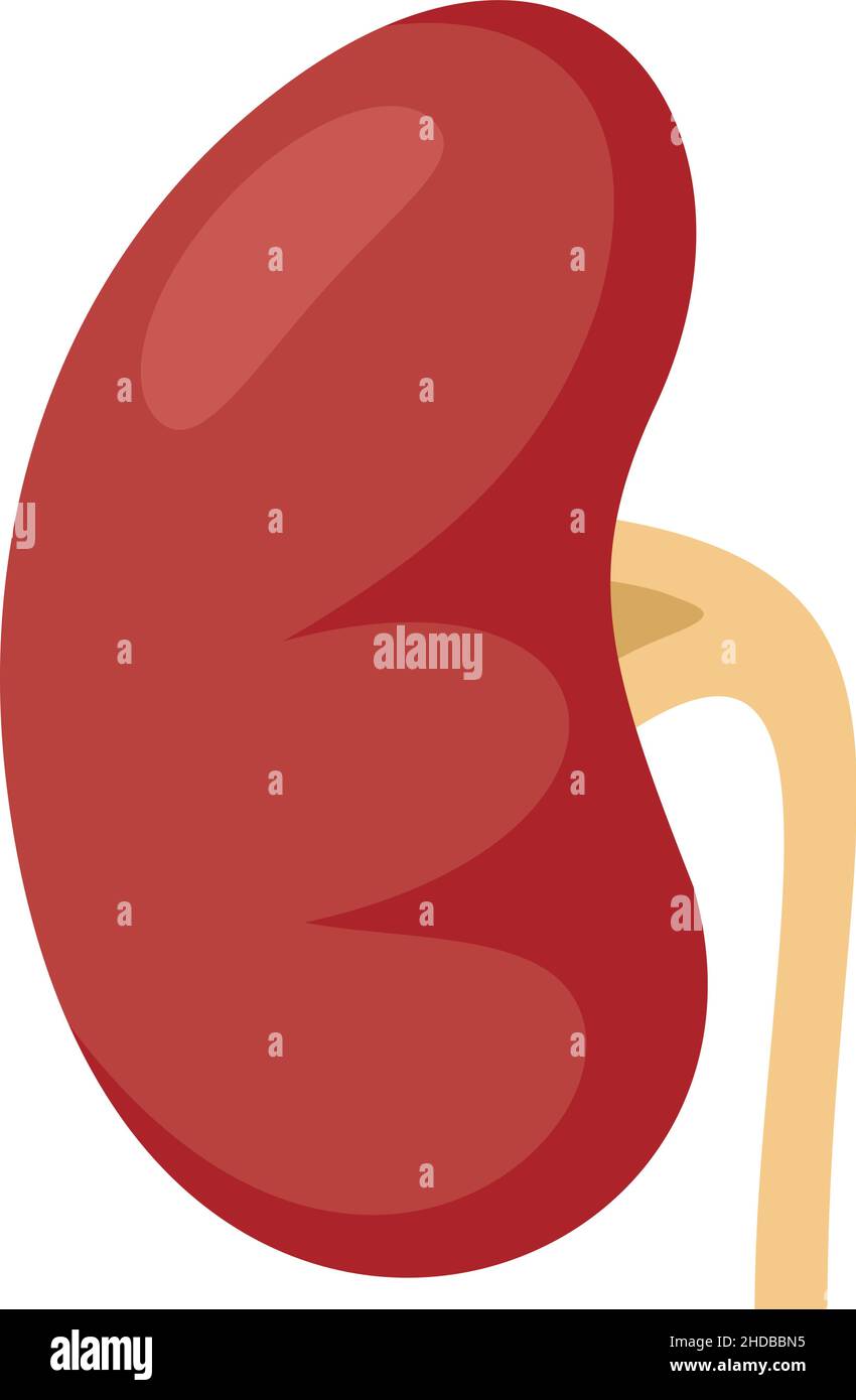 Healthy kidney icon. Flat illustration of Healthy kidney vector icon ...
