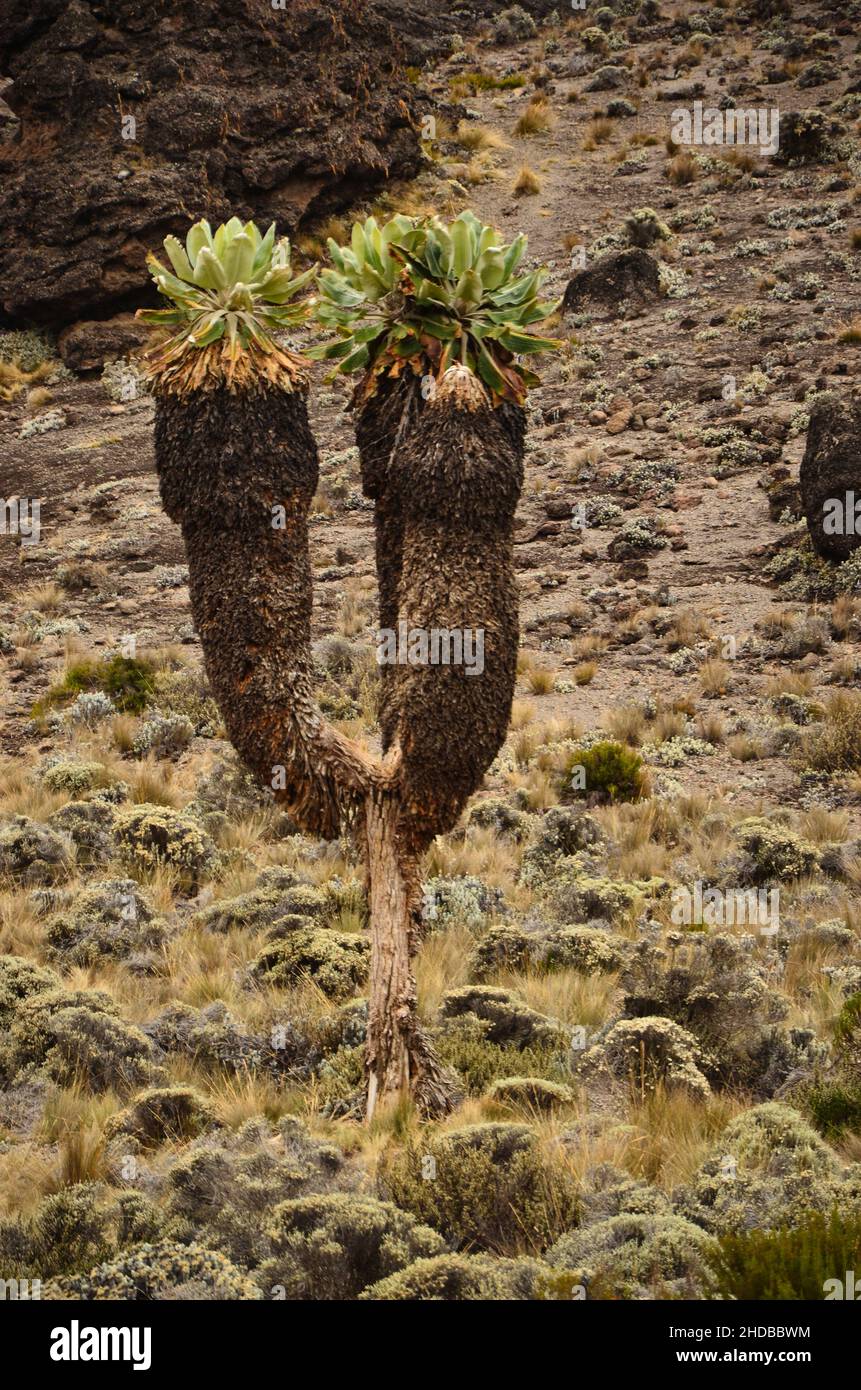 Dendrosenecio kilimanjari. Beautiful nature on Kilimanjaro. Variety of plants and vegetation. Hiking in the mountains. Stock Photo