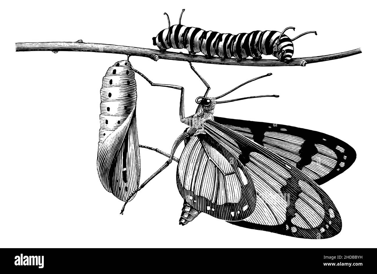 Life cycle of a butterfly hand draw vintage engraving style black and white clipart Stock Vector