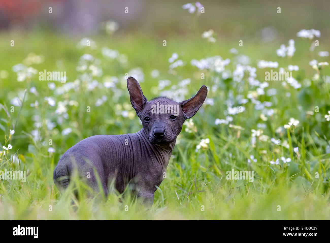 Xoloitzcuintli hairless puppy in a field of grass and flowers Stock