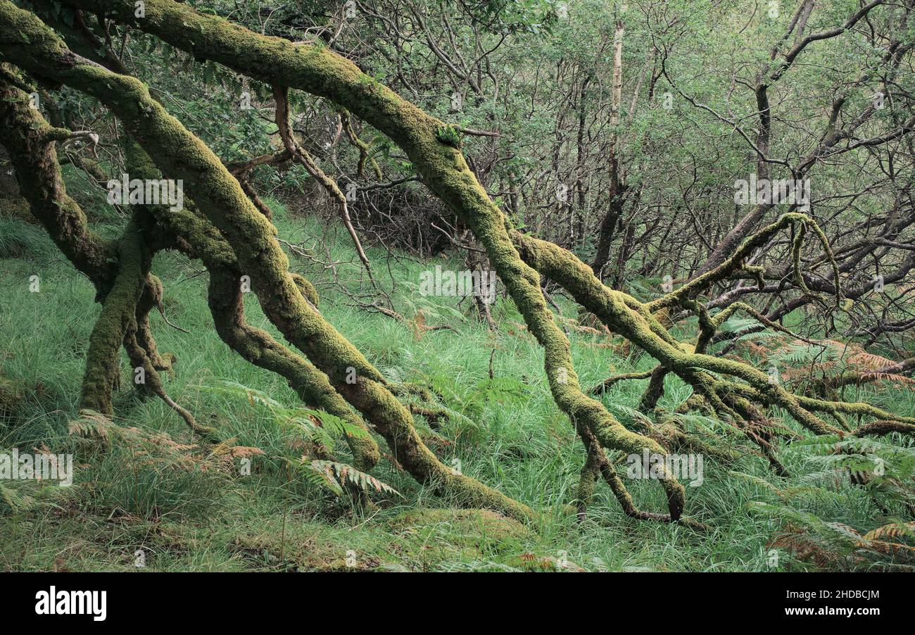 Ariundle oakwoods strontian hi-res stock photography and images - Alamy