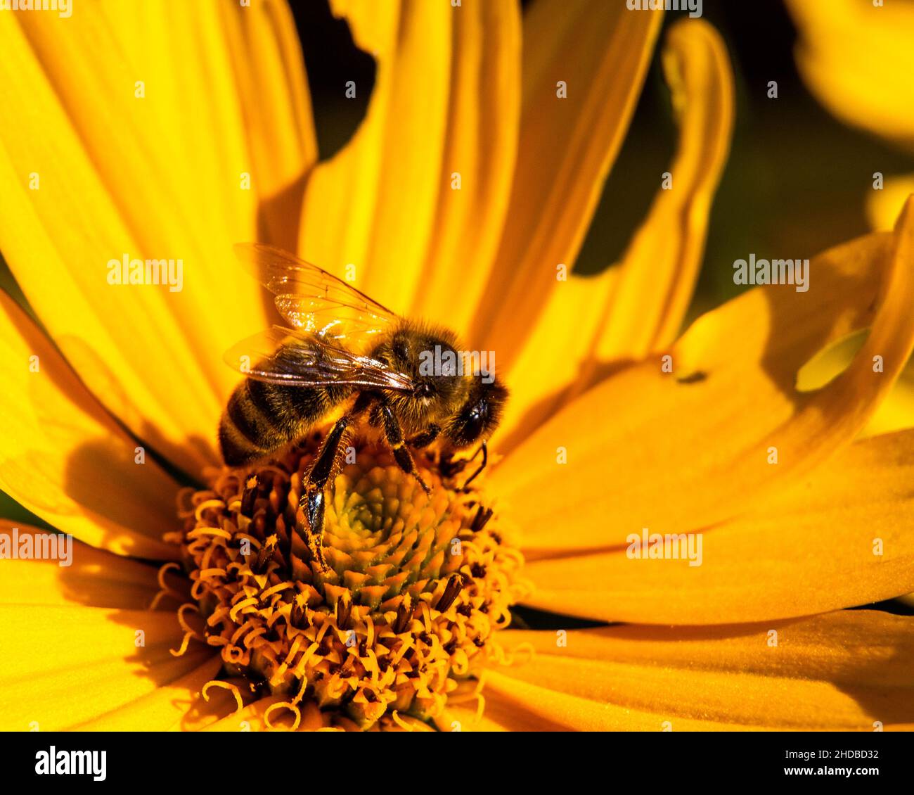 Beautiful shot of a honey bee hi-res stock photography and images - Alamy