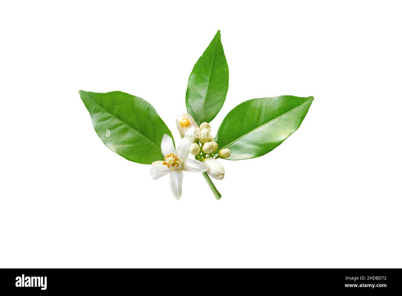 Orange tree branch with white flowers and buds isolated on white. Neroli blossom. Citrus bloom. Stock Photo